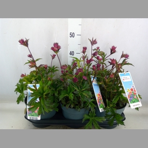 Astrantia major