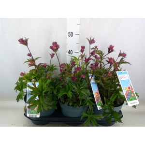Astrantia major