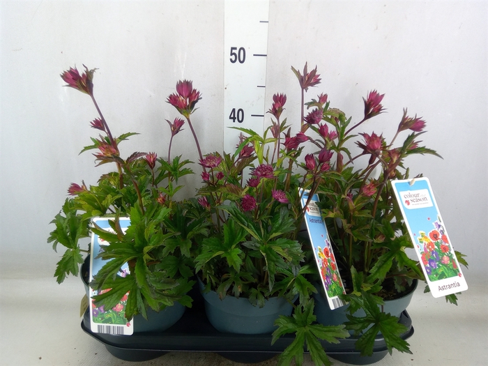 <h4>Astrantia major</h4>