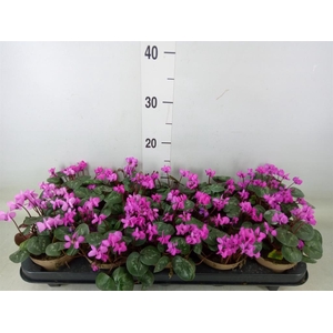 Cyclamen coum