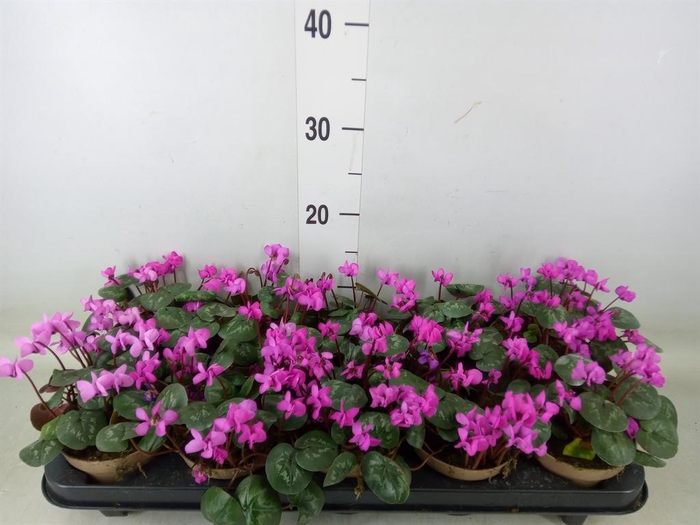 <h4>Cyclamen coum</h4>