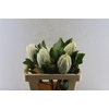 Protea Cynaroides White