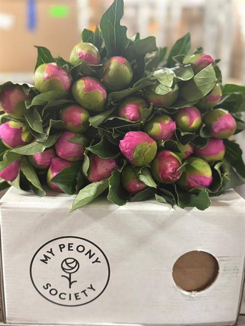 <h4>Paeonia monsieur jules elie</h4>