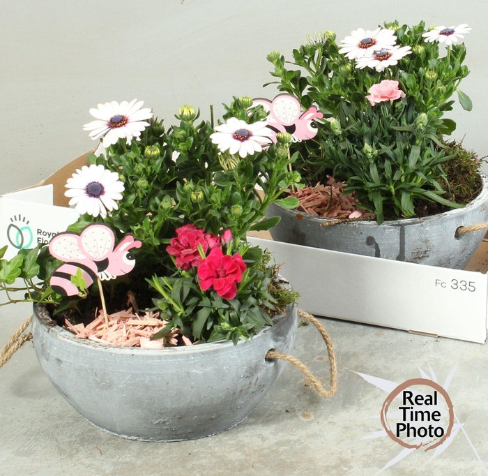 <h4>ARR TUINPLANTEN</h4>