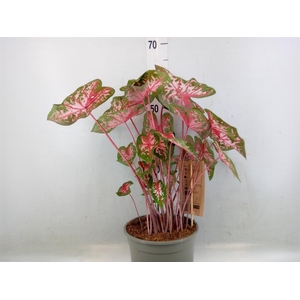 Caladium   ...