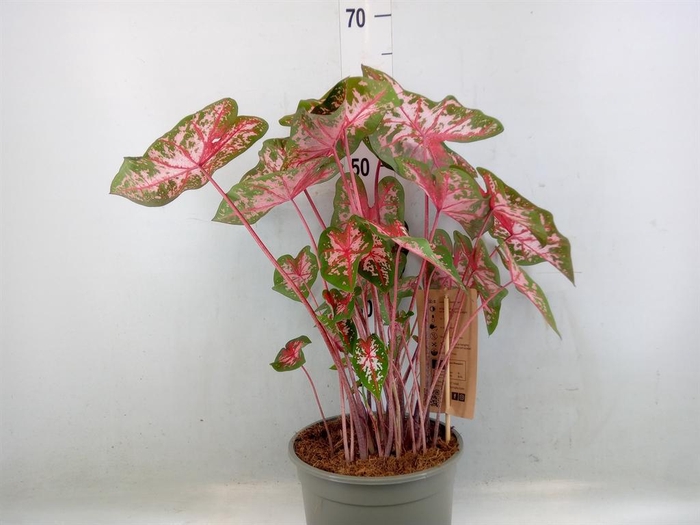 <h4>Caladium   ...</h4>