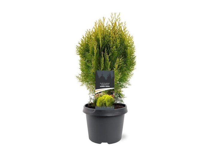 <h4>Platycladus orientalis 'Aurea Nana'</h4>