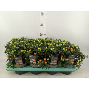 Solanum pseudocapsicum