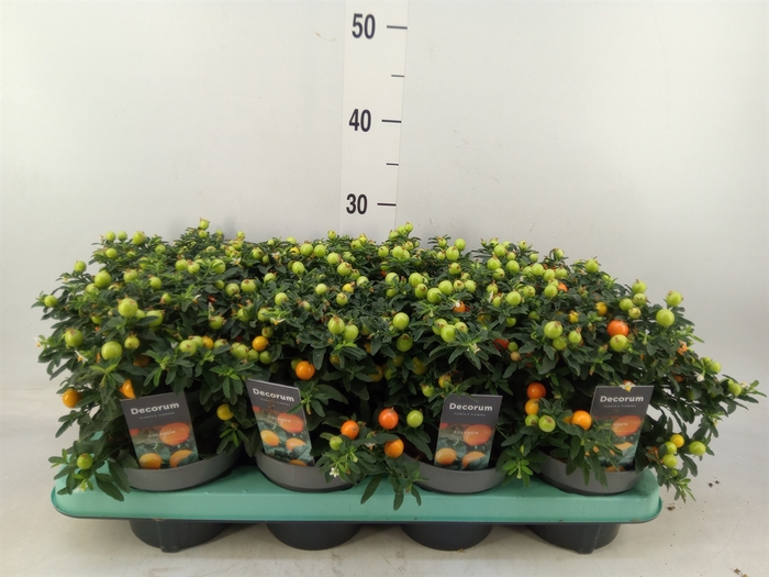 <h4>Solanum pseudocapsicum</h4>