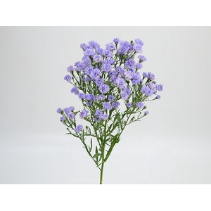 ASTER D. PLUS 050 CM MIN 20 GRAMAS