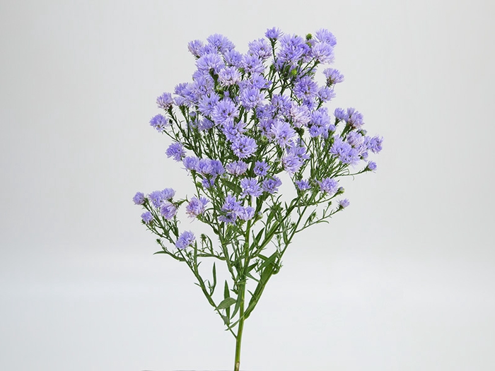 <h4>ASTER PLUS 070 CM MIN 20 GRAMAS LILAS</h4>