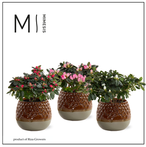 Azalea Mix - 13 cm in Bente - Nature Love