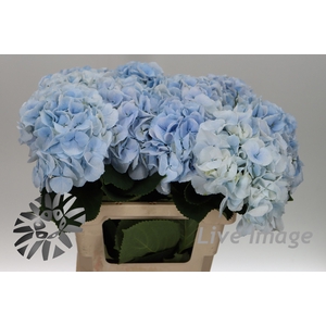 Hydrangea royal surprise