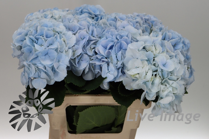 <h4>Hydrangea royal surprise</h4>