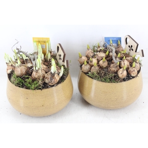 arr4 Bollenmix MB - Zink bolpot yellow 285/6