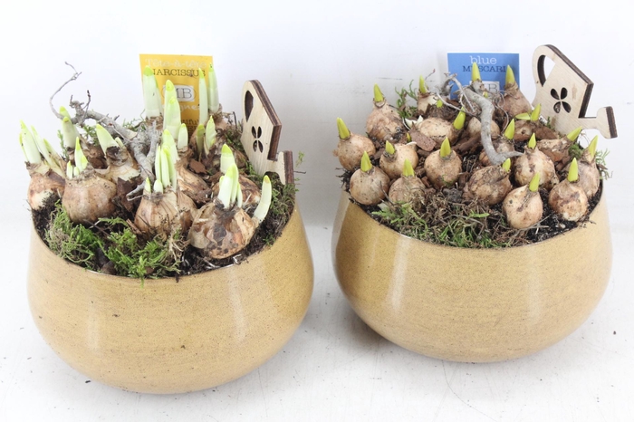 <h4>arr4 Bollenmix MB - Zink bolpot yellow 285/6</h4>