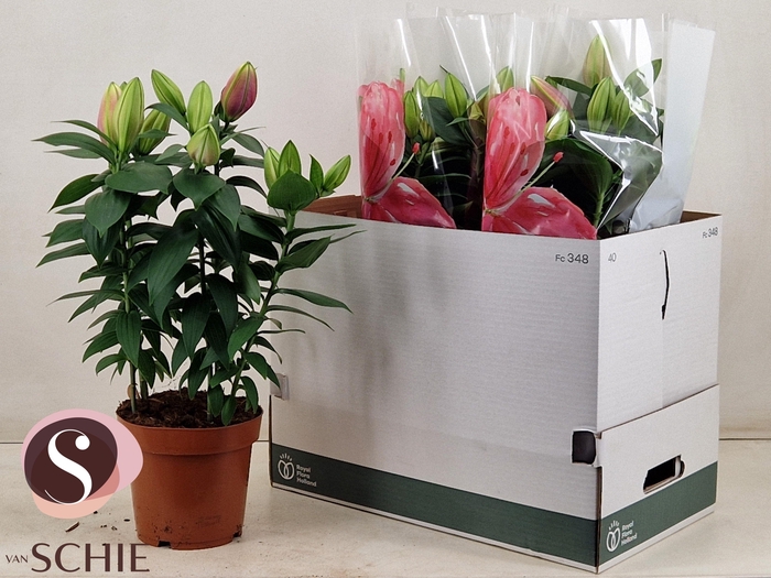 <h4>LIL OR REELEEZE</h4>