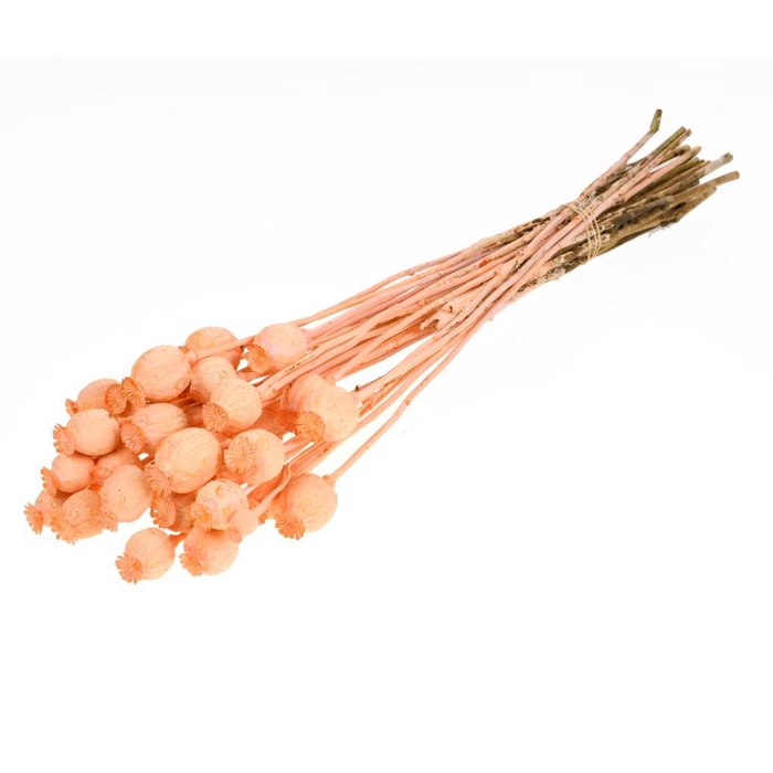 <h4>Papaver Coral Misty</h4>