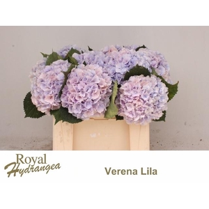 HYDR M CH VERENA BL