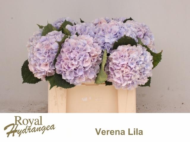 <h4>HYDR M CH VERENA BL</h4>