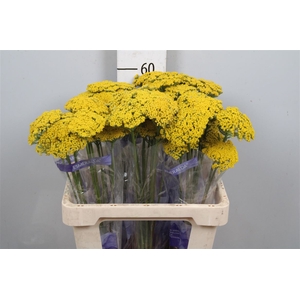 Achil F Parker Variety
