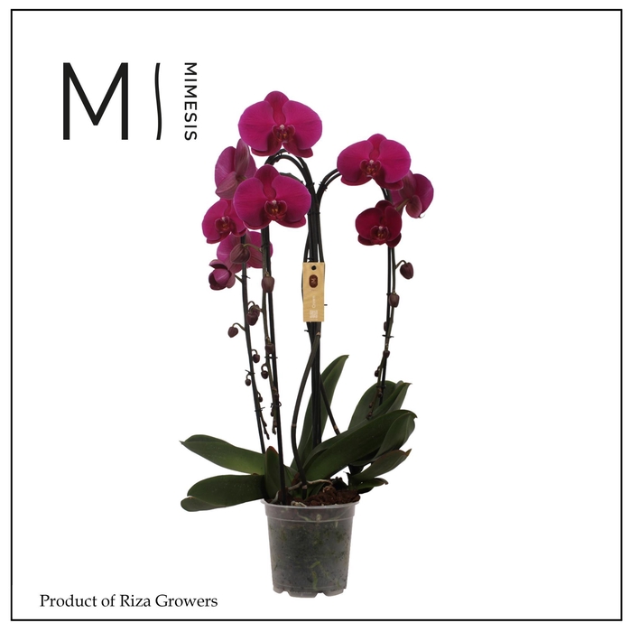 <h4>Phalaenopsis Crown Purple 3 spike - 21cm | Mimesis</h4>