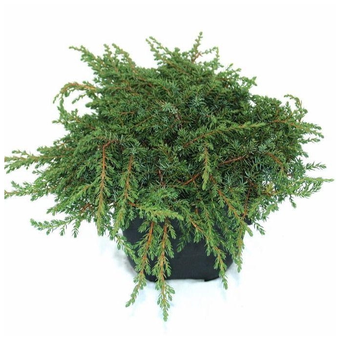 <h4>Juniperus communis 'Green Carpet' P17</h4>