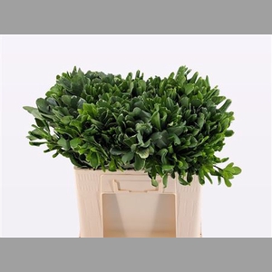 Pittosporum Ilan