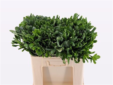 <h4>Pittosporum Ilan</h4>