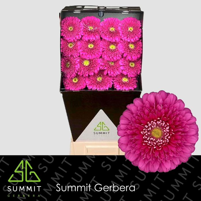 <h4>GE GB MAGIC BALL</h4>