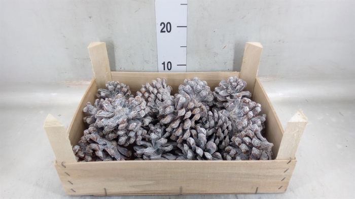 <h4>Decoratieve materialen   ...H%</h4>