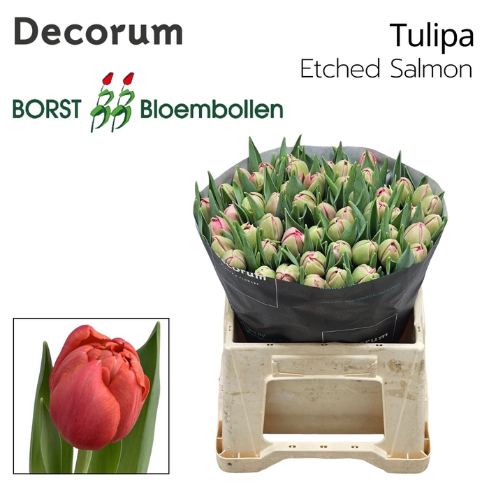 <h4>Tulipa Etched Salmon</h4>