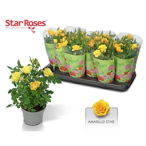 !! PROMO !! RO YELLOW STAR