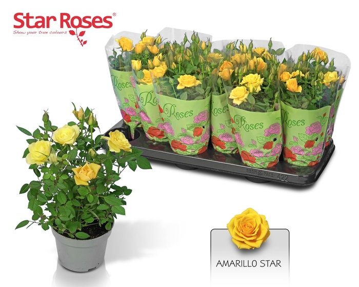 <h4>RO YELLOW STAR</h4>