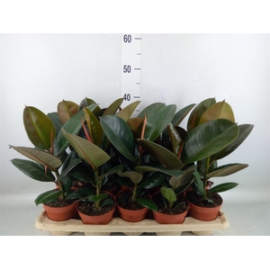 Ficus elastica 'Robusta'