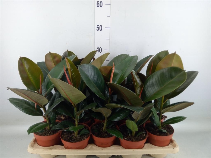 <h4>Ficus elastica 'Robusta'</h4>