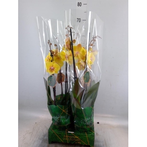 Phalaenopsis   ...