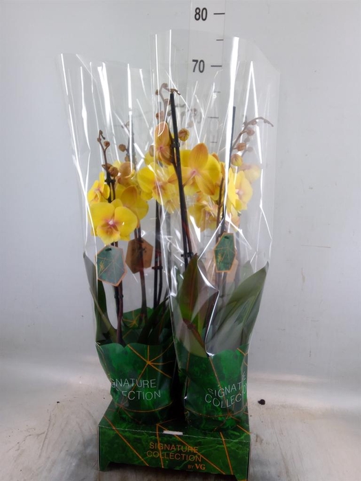 <h4>Phalaenopsis   ...</h4>