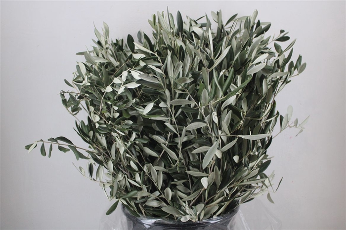 <h4>Olijf 400gr P Bunch</h4>