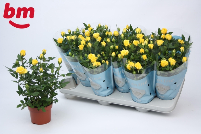 <h4>Rosa Amazing Jewel Beau Monde Yellow</h4>
