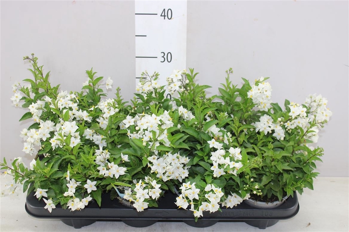 <h4>Solanum Jasminoides</h4>