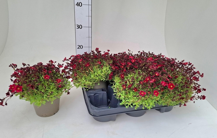 <h4>SAXIF ARENDSII</h4>