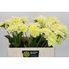 Dahlia Hilda Special