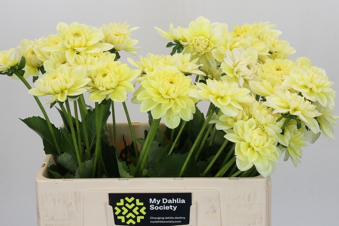 Dahlia Hilda Special