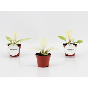 Philodendron Snowdrift
