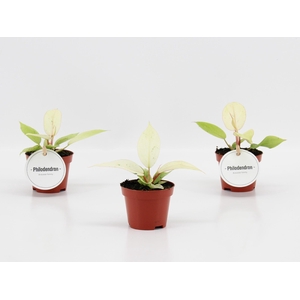 Philodendron Snowdrift