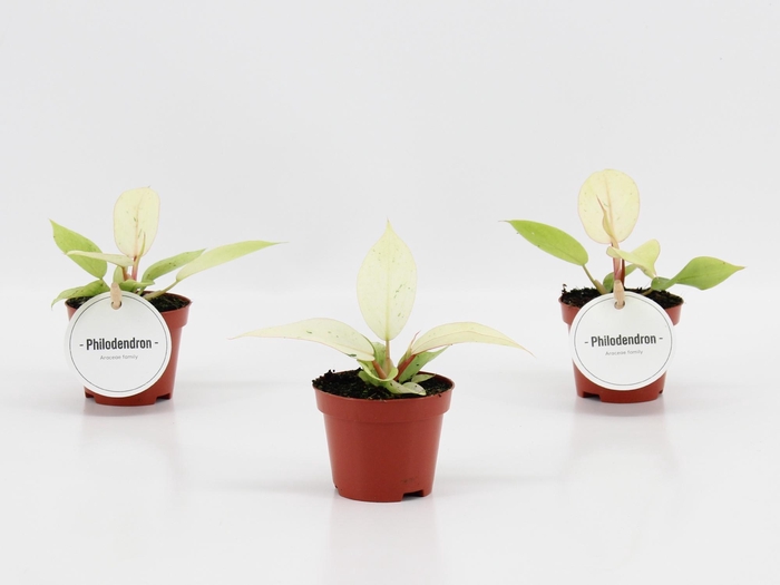 <h4>Philodendron Snowdrift</h4>