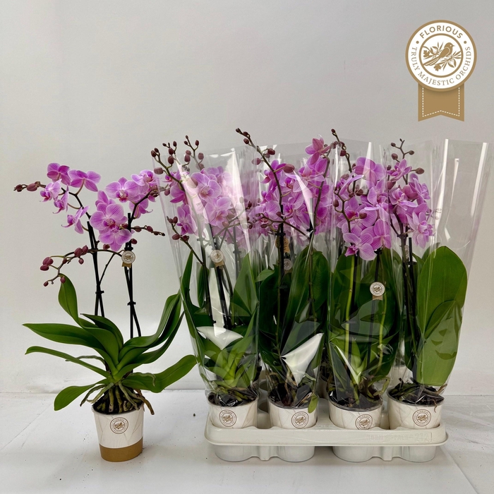 <h4>PHAL OV ROZE</h4>
