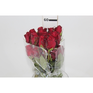 ROSA CHECKMATE 060 CM VERMELHO ESTUFA