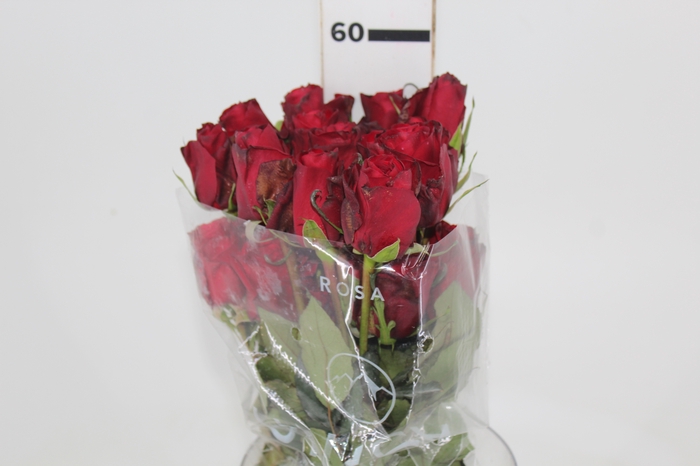 <h4>ROSA CHECKMATE 060 CM VERMELHO ESTUFA</h4>